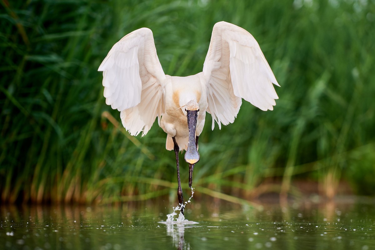 Eurasian Spoonbill - ML594596871