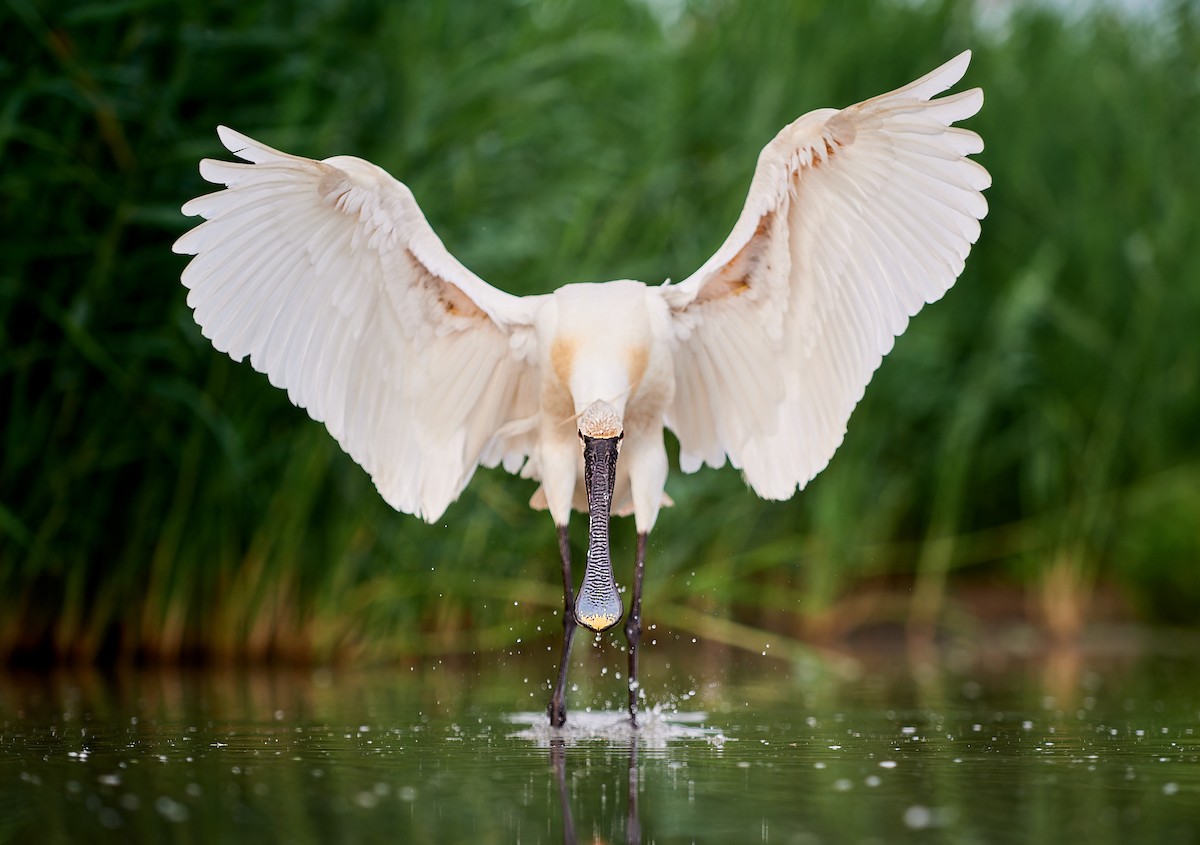 Eurasian Spoonbill - ML594596881