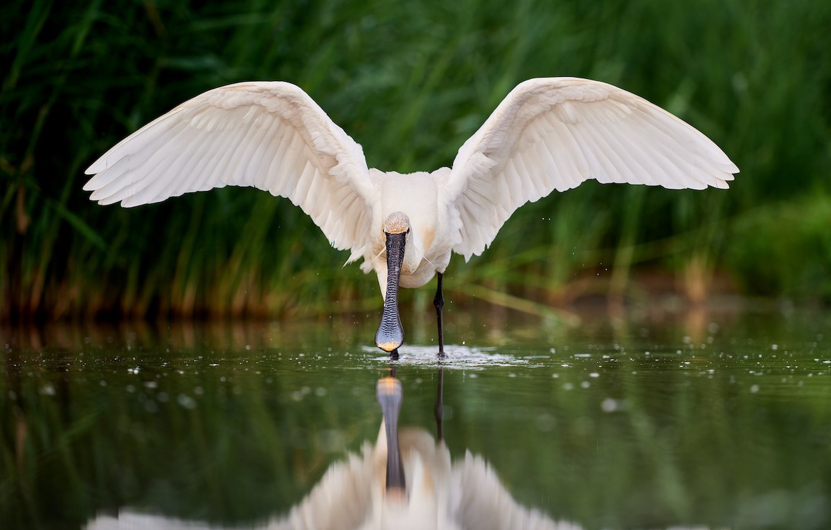 Eurasian Spoonbill - ML594596891