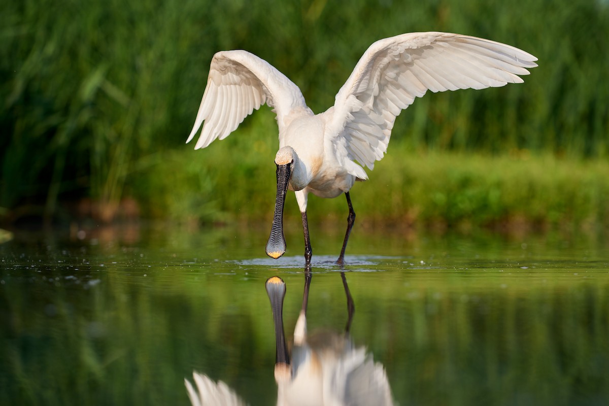 Eurasian Spoonbill - Tomáš Grim