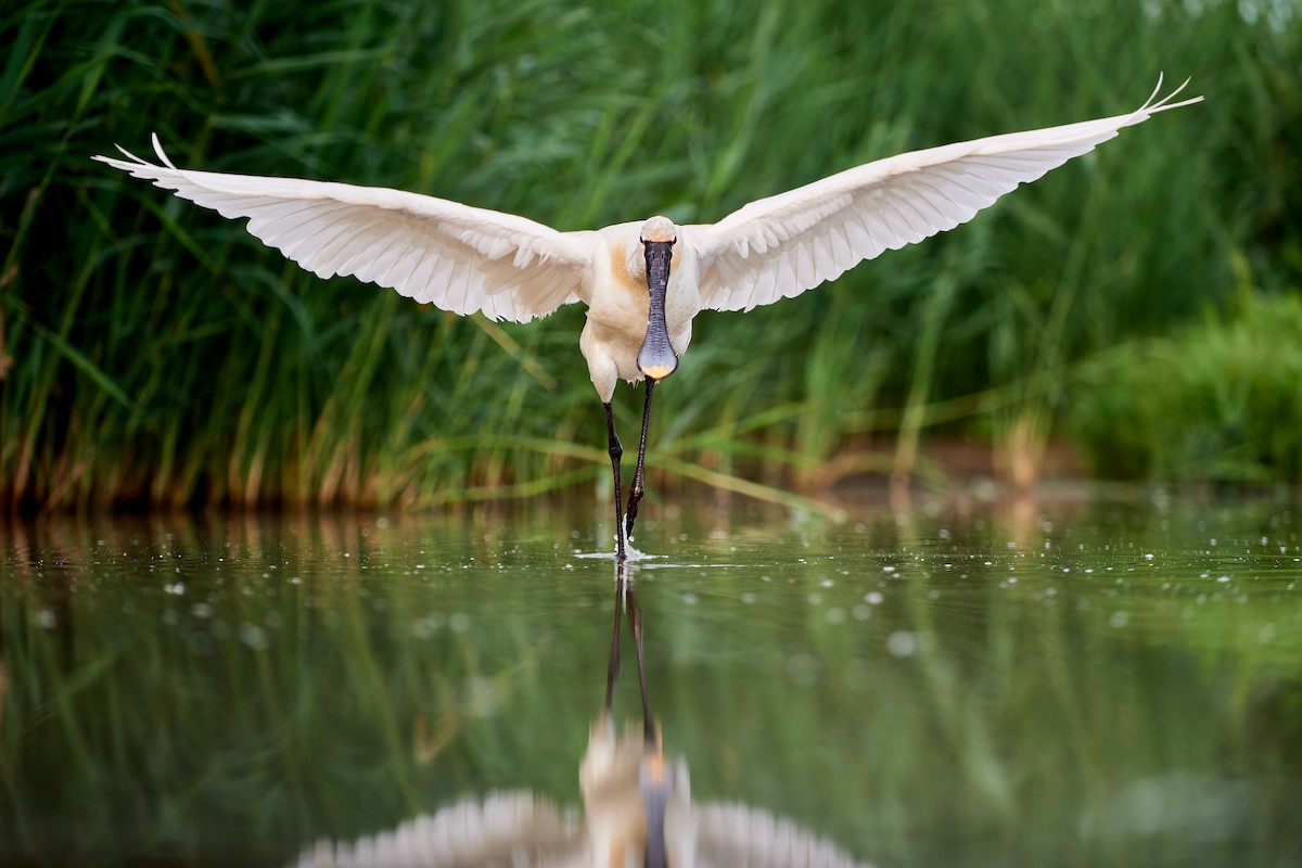 Eurasian Spoonbill - Tomáš Grim