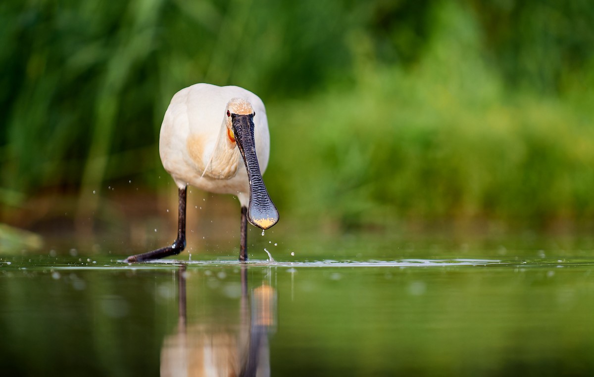 Eurasian Spoonbill - Tomáš Grim