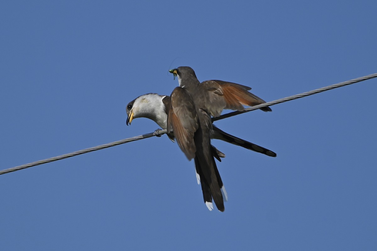 Yellow-billed Cuckoo - Curtis Stewart