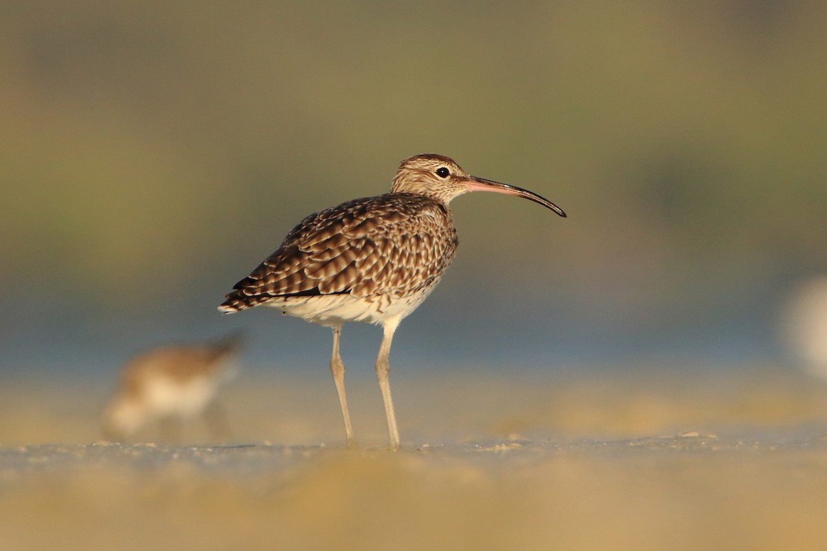 Whimbrel - Magdalena Jędro