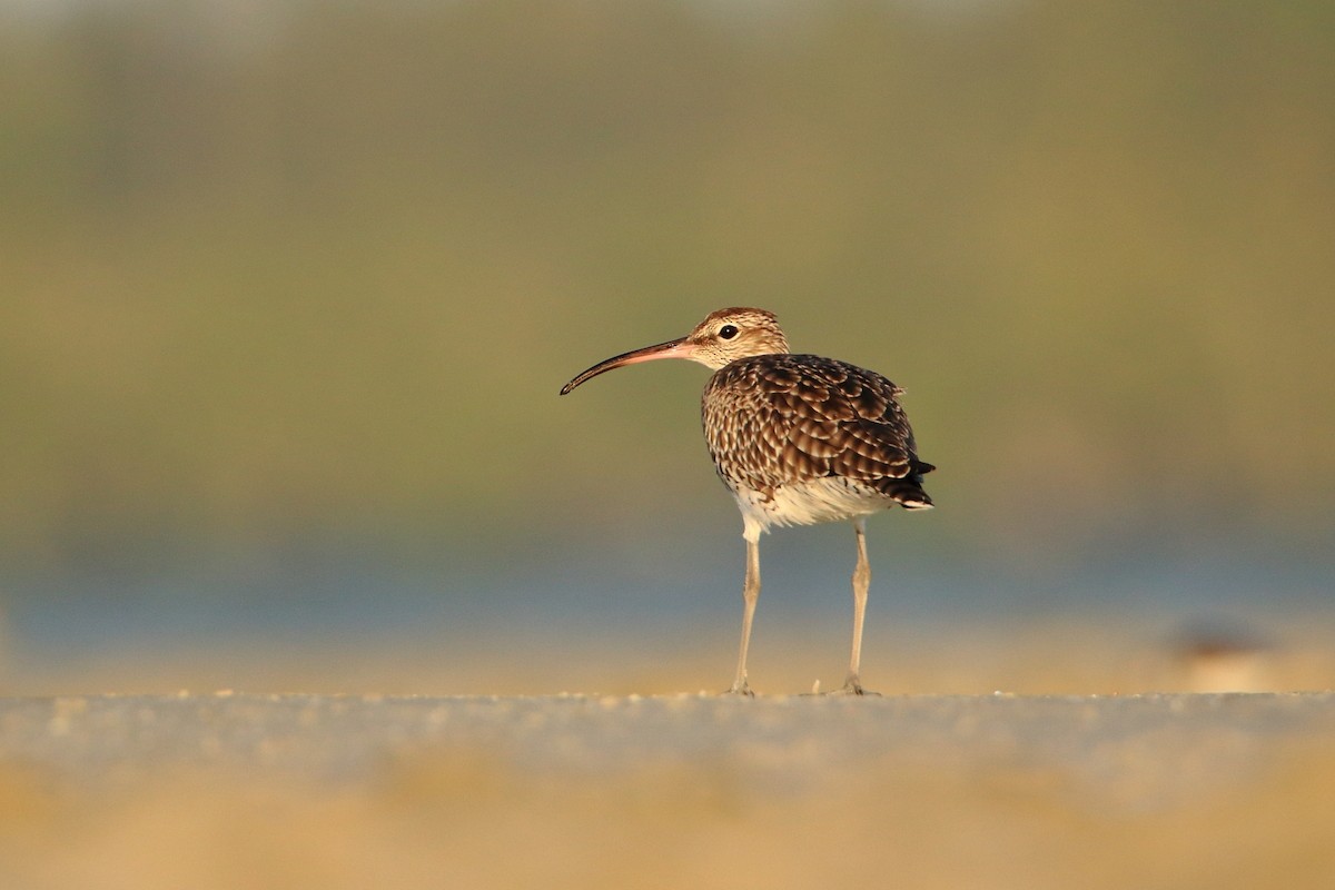 Whimbrel - Magdalena Jędro