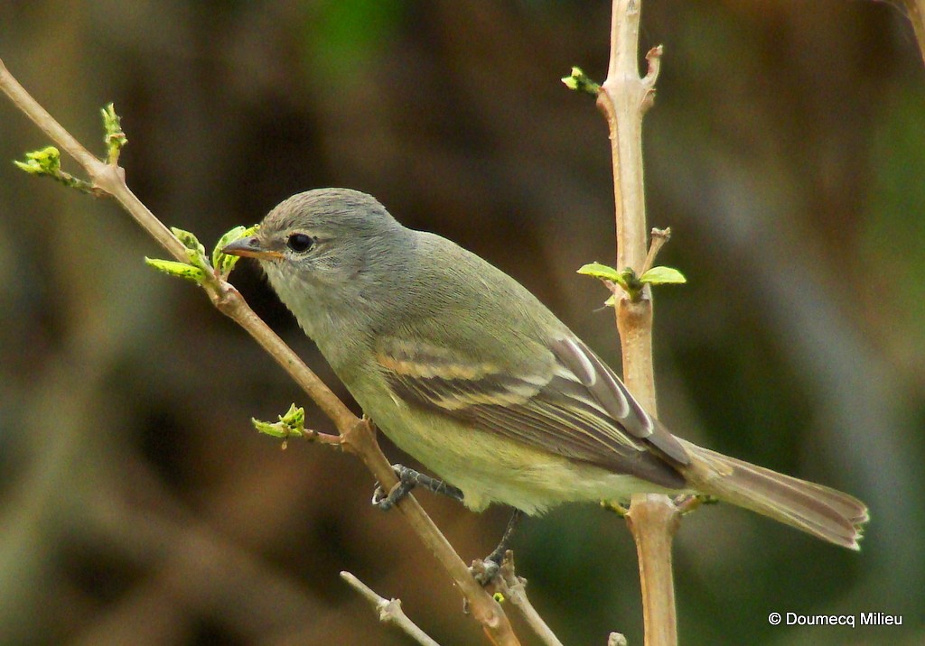 elaenia sp. (genus Elaenia) - Ricardo  Doumecq Milieu