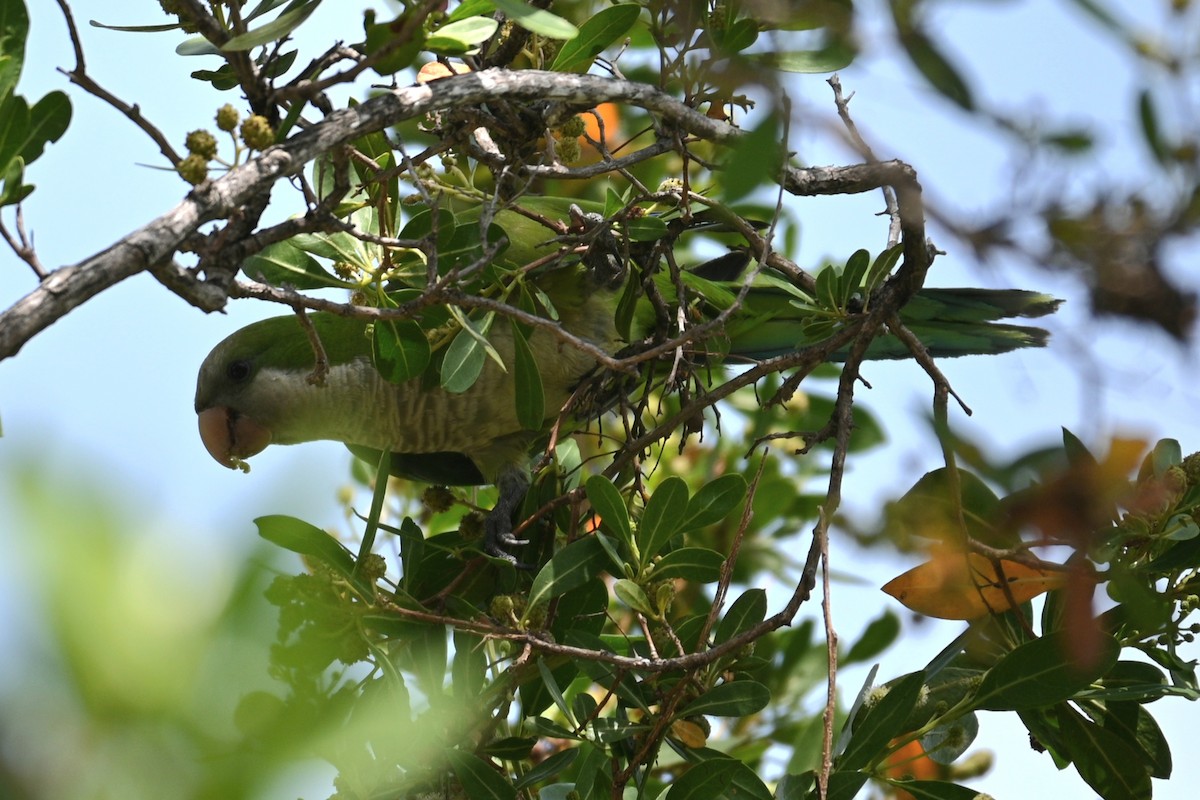 Monk Parakeet - ML594598591