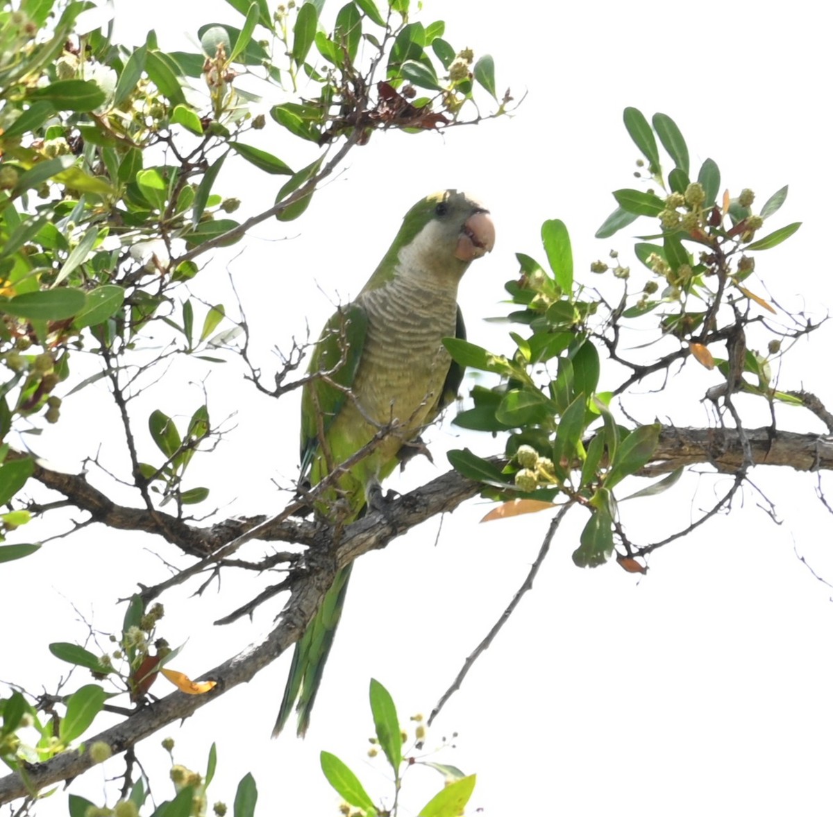 Monk Parakeet - ML594598601