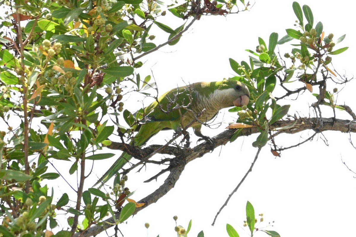 Monk Parakeet - ML594598611