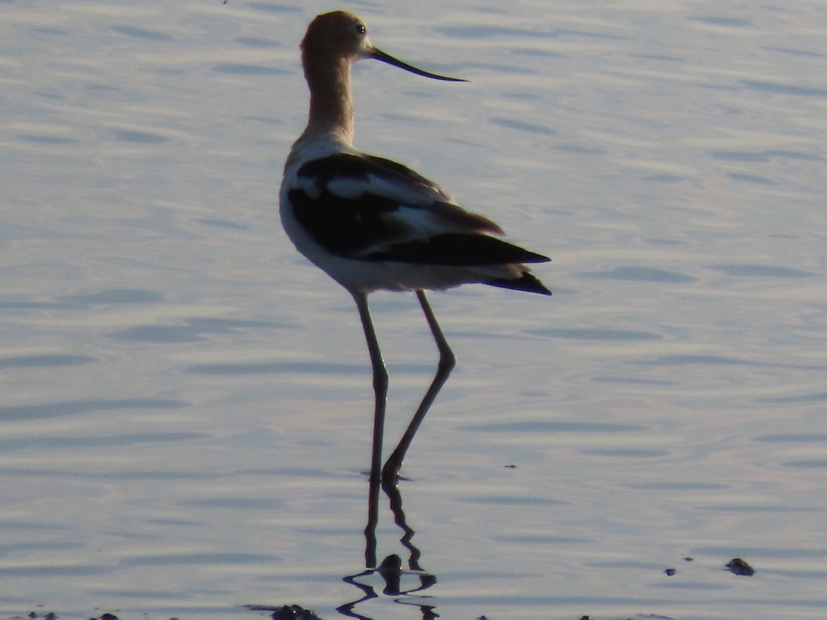 Avoceta Americana - ML594598731