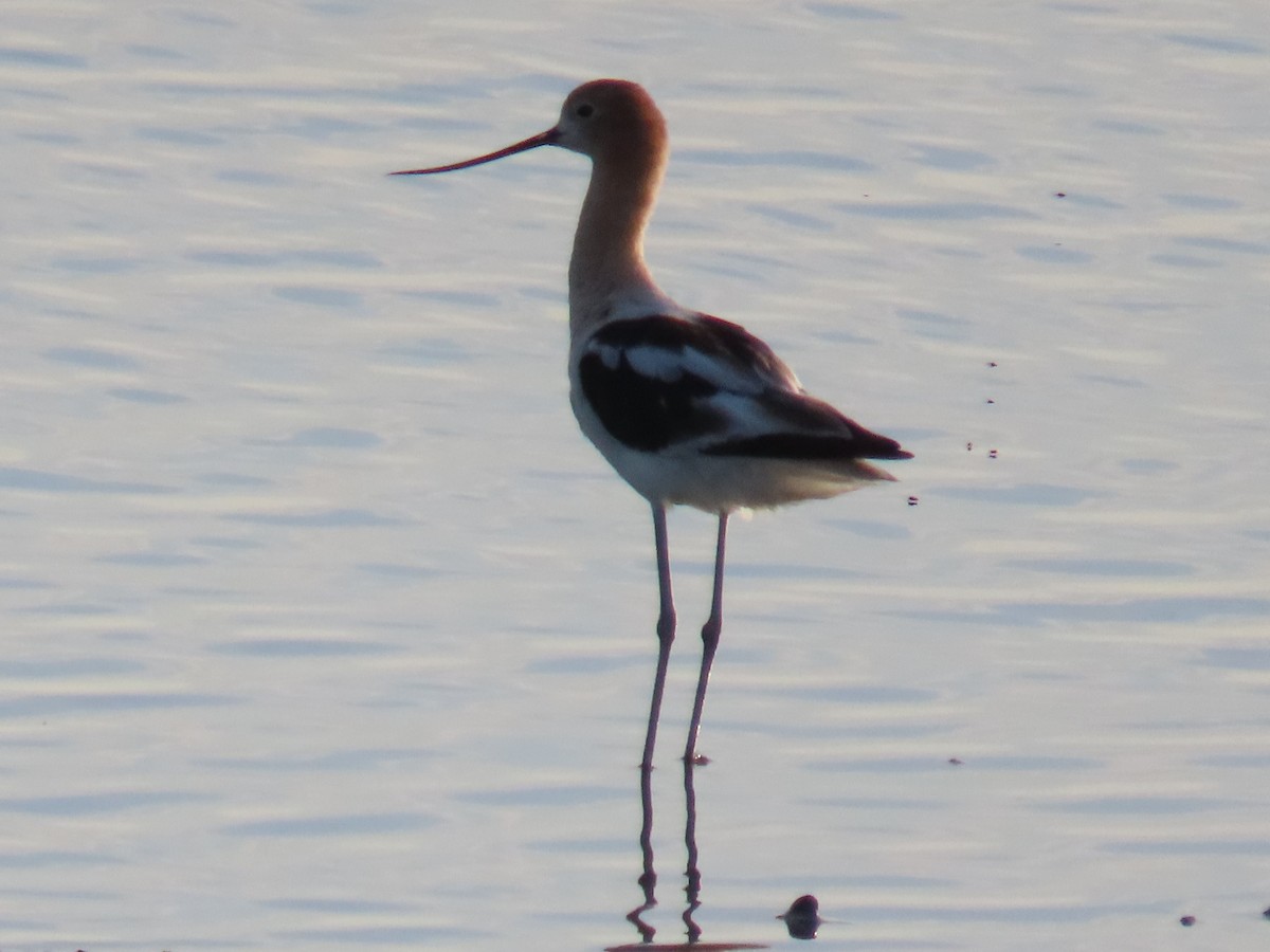 Avoceta Americana - ML594598741