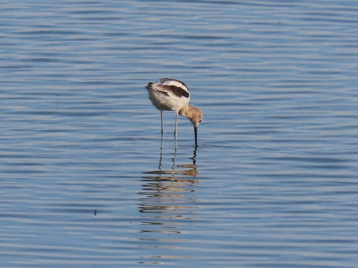 American Avocet - ML594598751