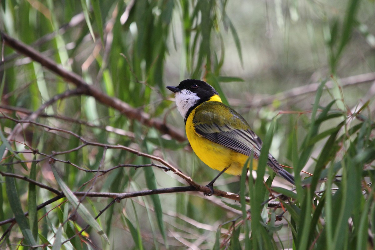 Golden Whistler (Western) - ML594599941