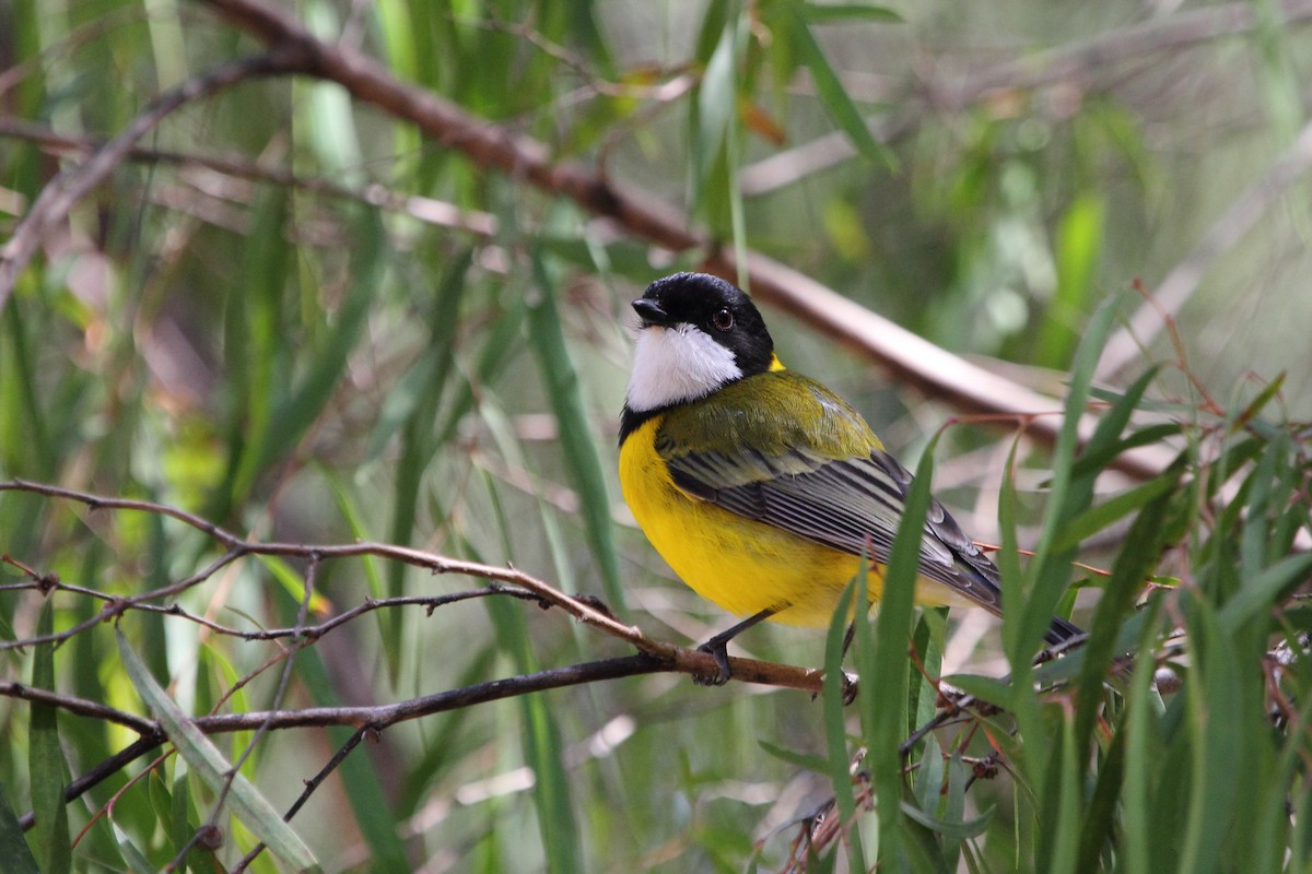 Golden Whistler (Western) - ML594599951