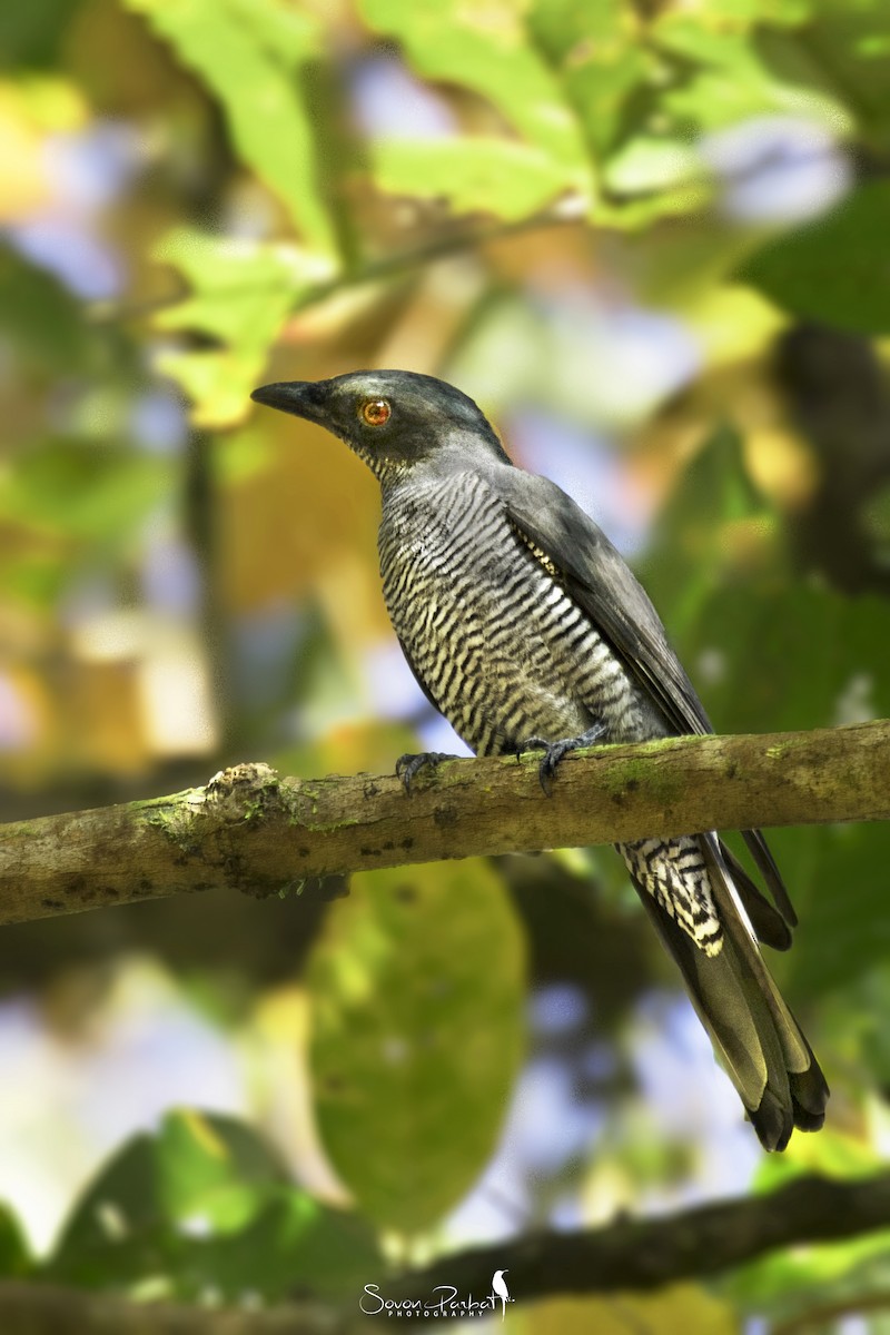 Andaman Cuckooshrike - ML594600141