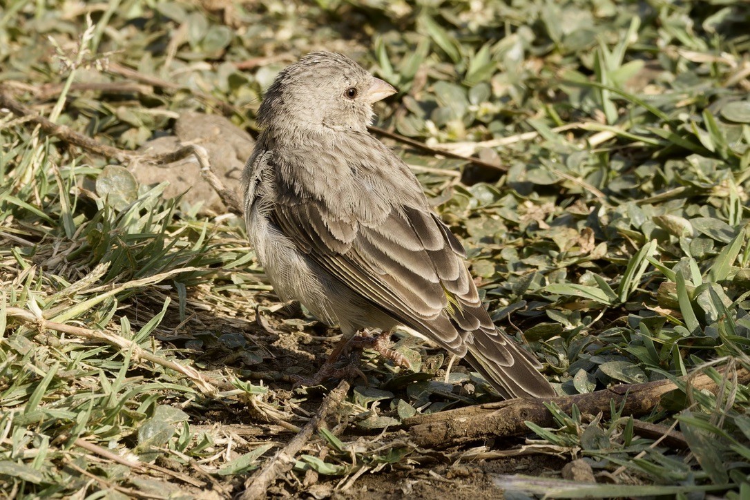 Yellow-rumped Serin - ML594600351