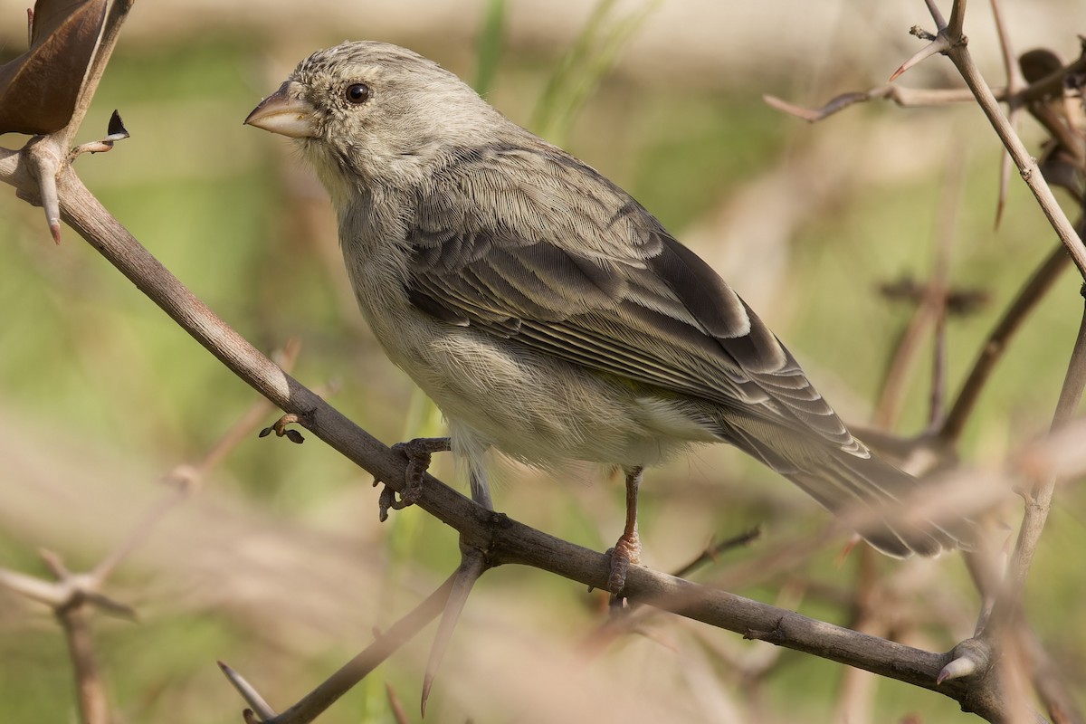 Yellow-rumped Serin - ML594600491