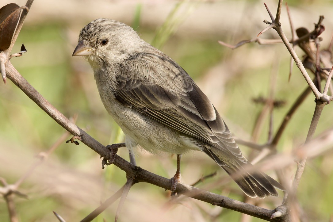 Yellow-rumped Serin - ML594600521