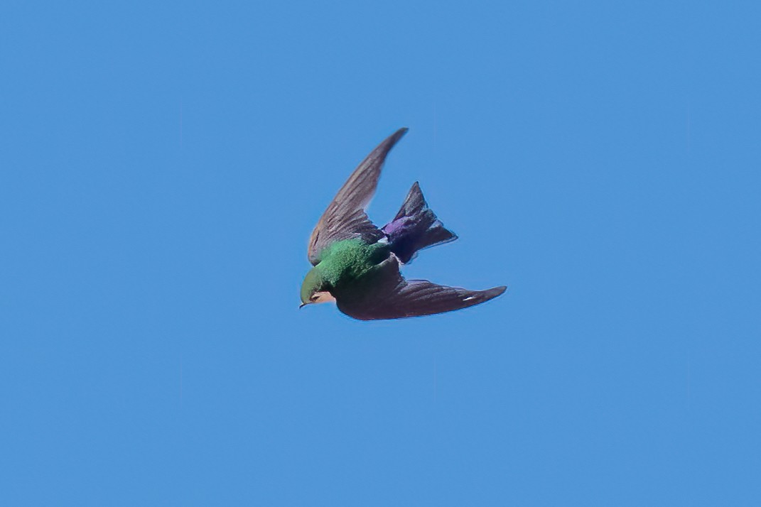 Violet-green Swallow - ML594600571