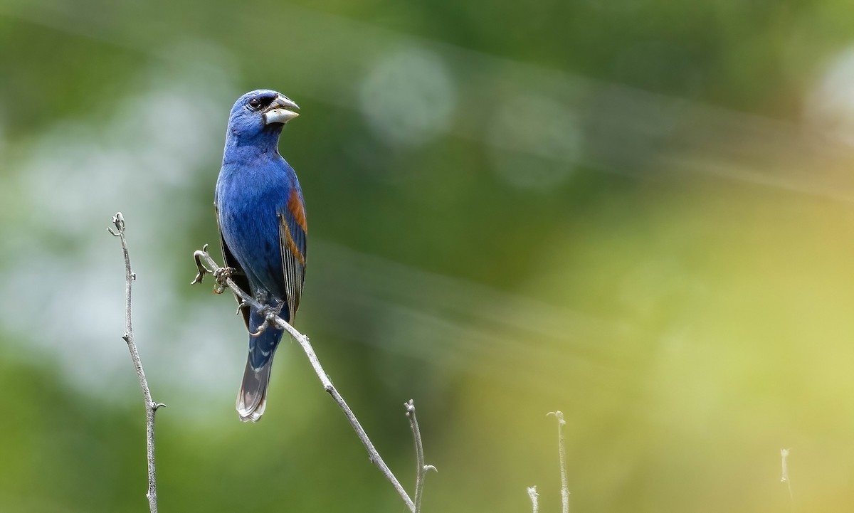 Blue Grosbeak - ML594601331