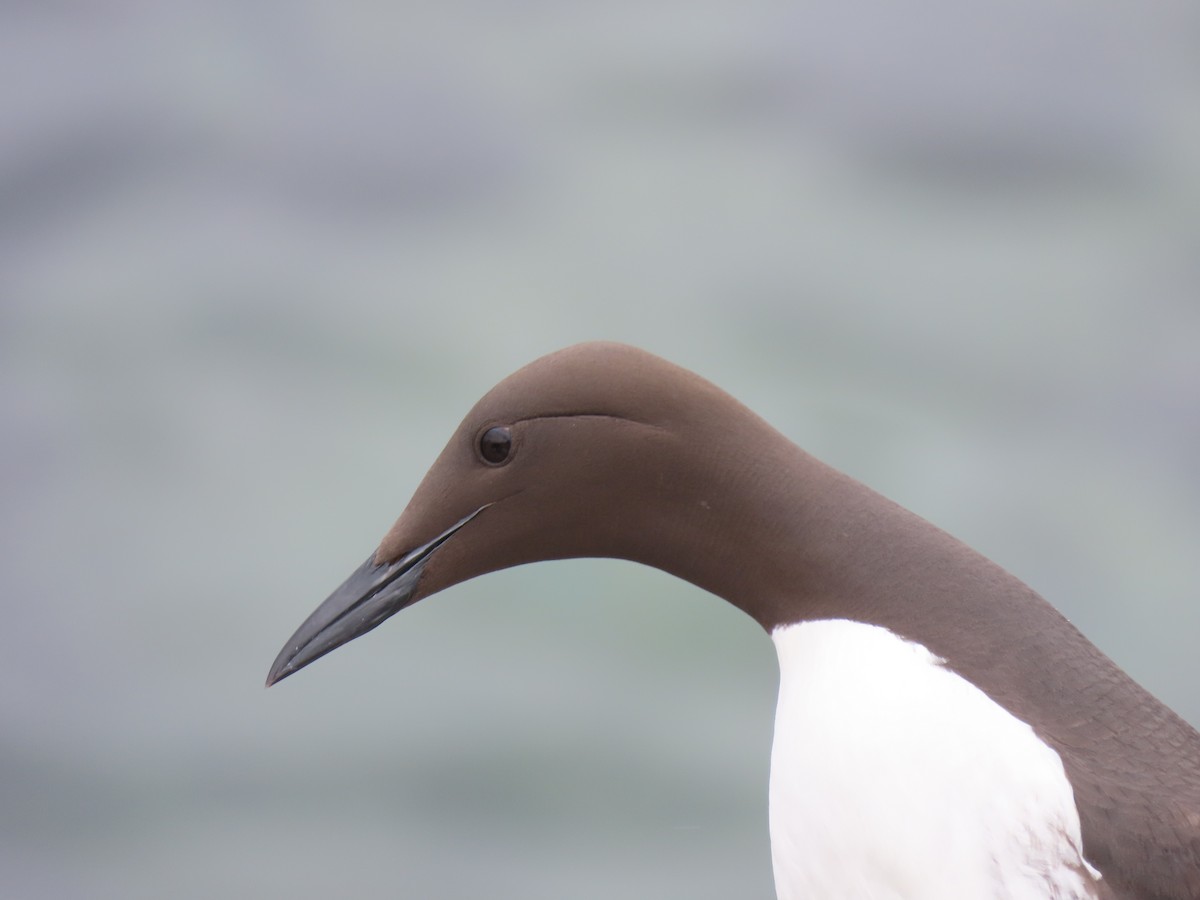 Common Murre - ML594601371