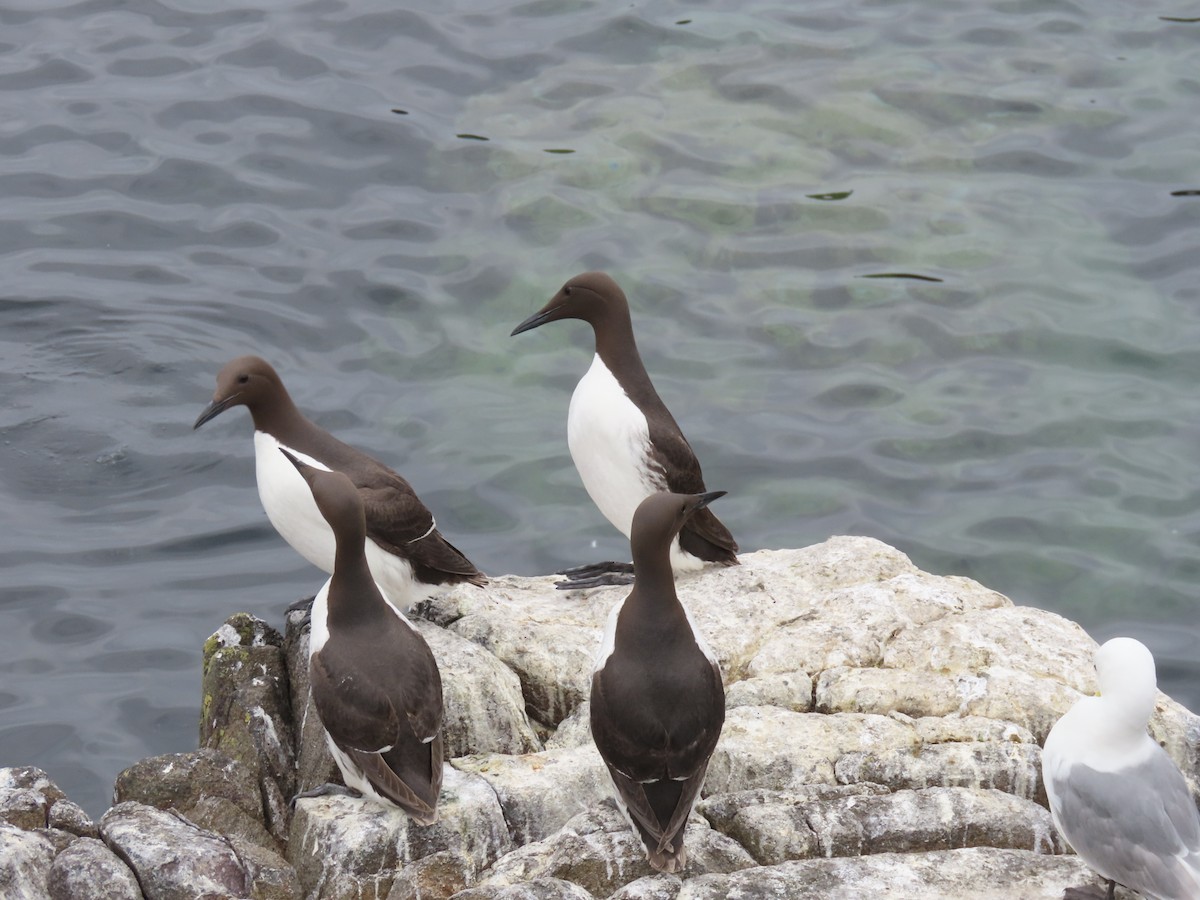 Common Murre - Alexander Carmona Sánchez