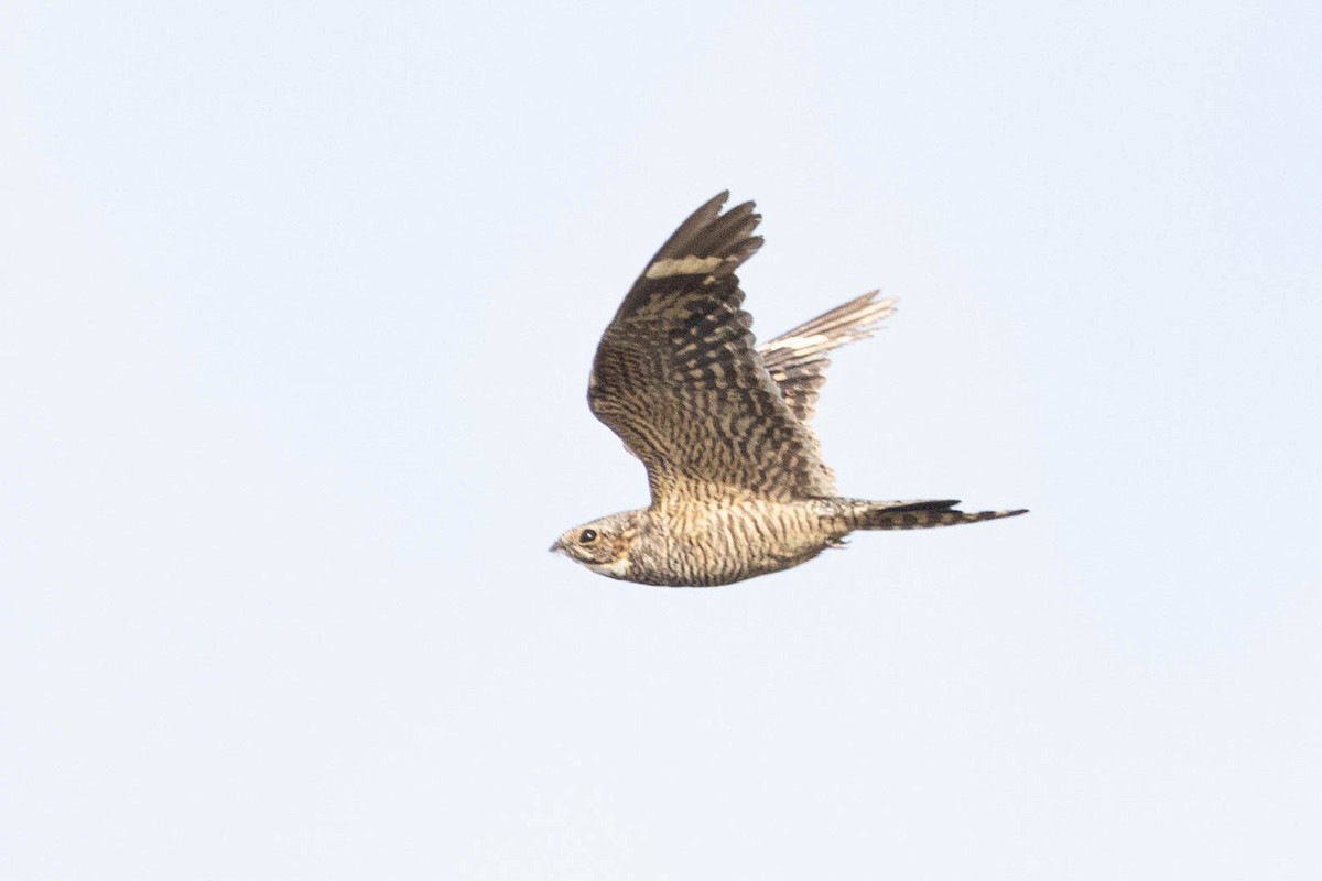 Lesser Nighthawk - ML594601531