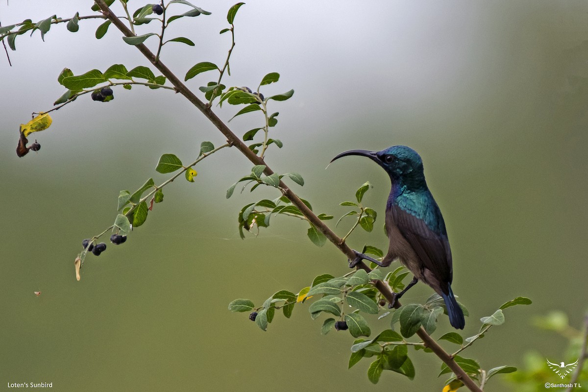 Loten's Sunbird - ML594601691