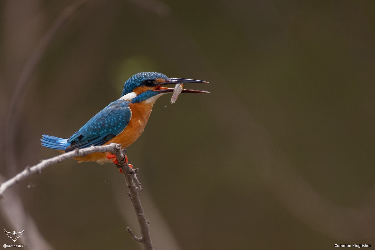 Common Kingfisher - ML594601781