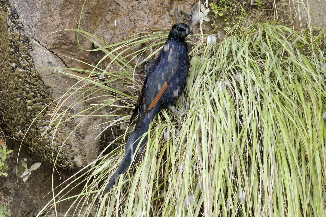 Slender-billed Starling - ML594601991