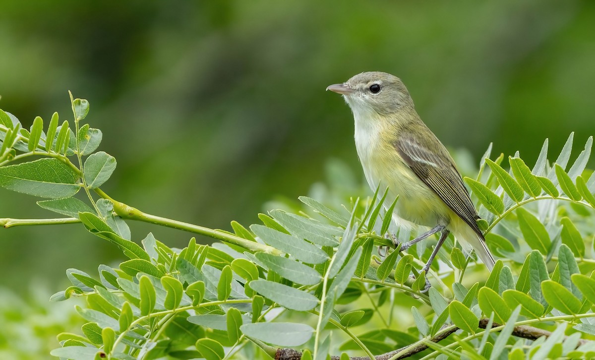 Vireo de Bell - ML594602881