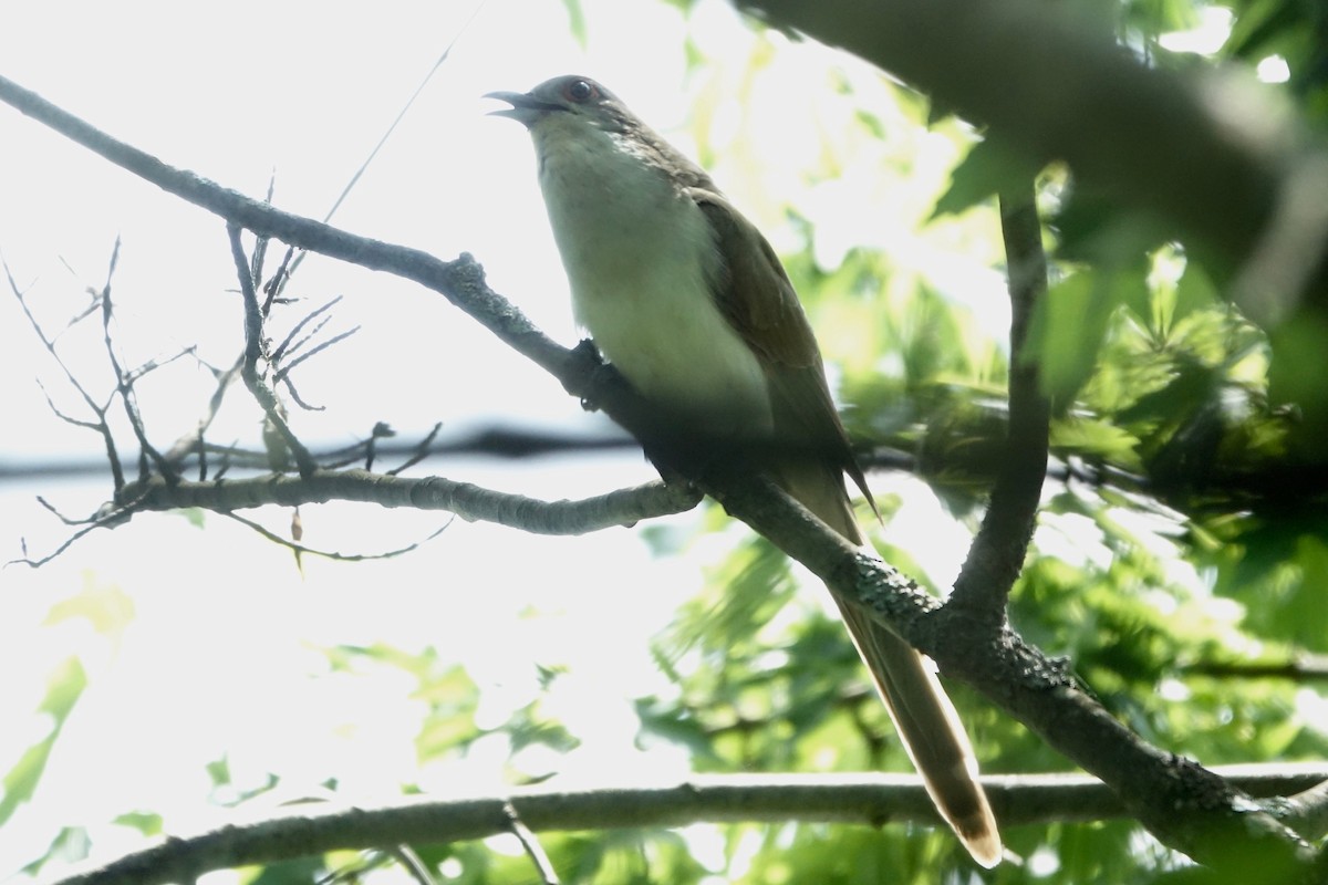 Black-billed Cuckoo - ML594603611