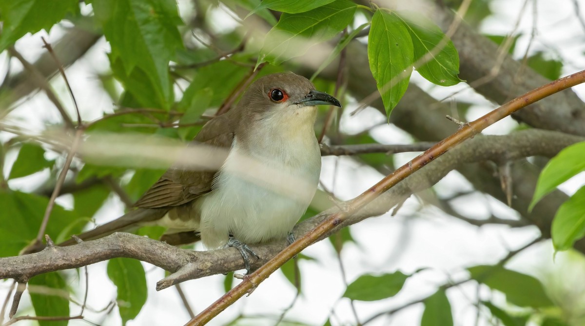 Black-billed Cuckoo - ML594603731