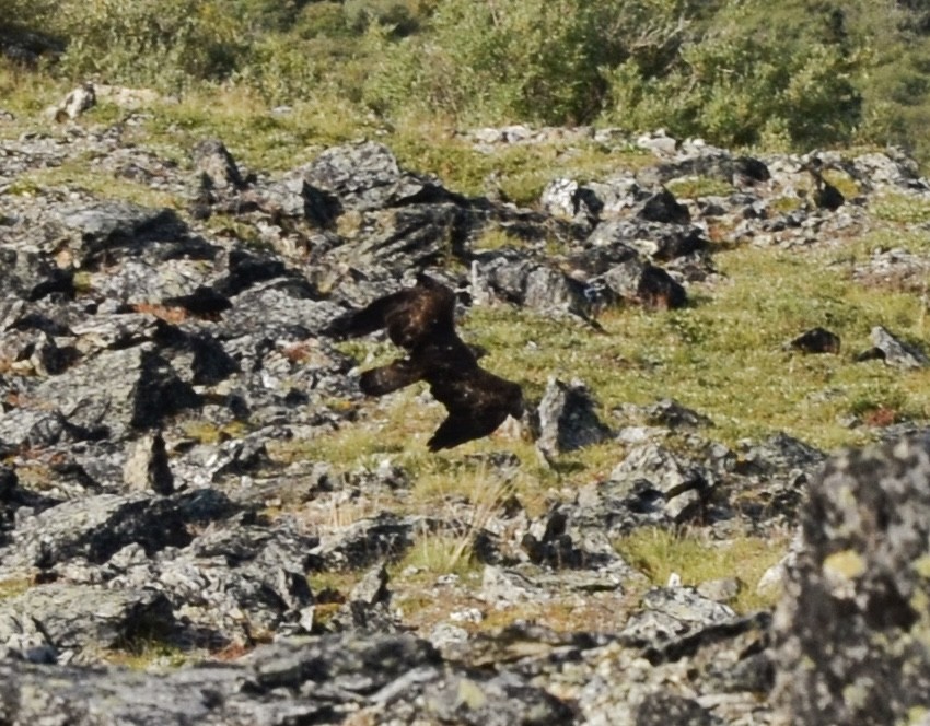 Águila Real - ML594604271