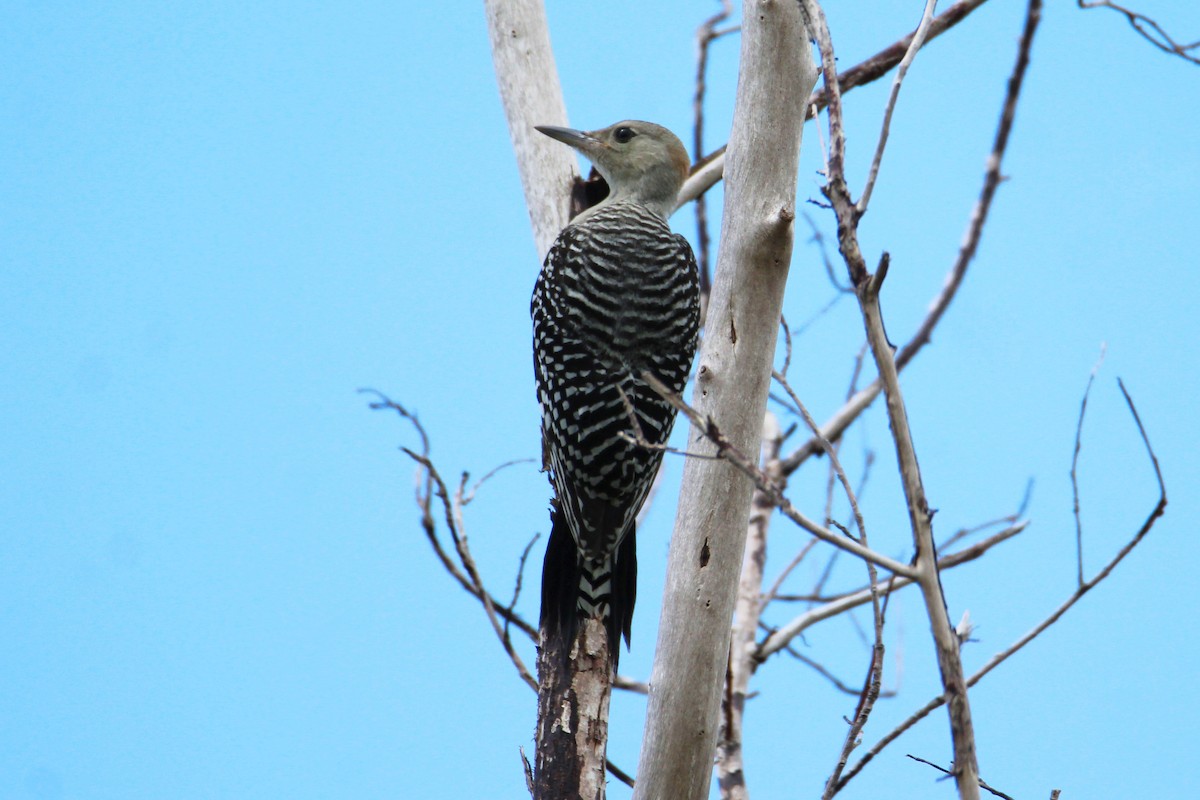 Red-bellied Woodpecker - ML594604361