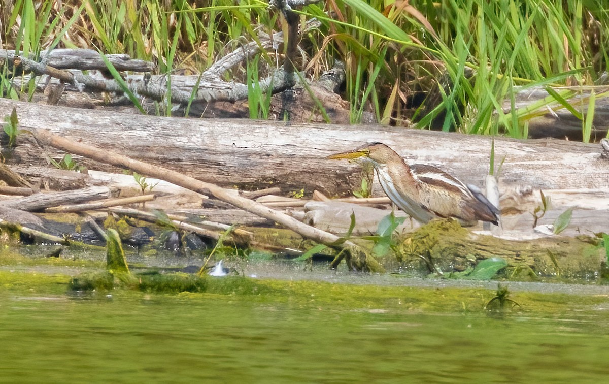 Least Bittern - ML594604591