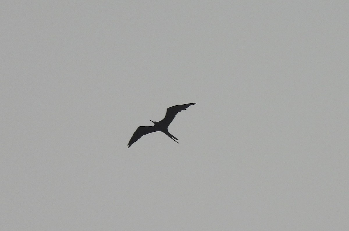 Magnificent Frigatebird - Uma Pandiyan