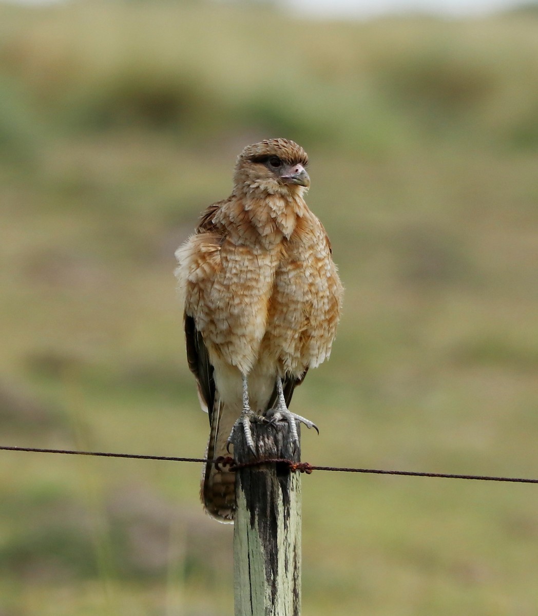 Chimango Caracara - ML594605151