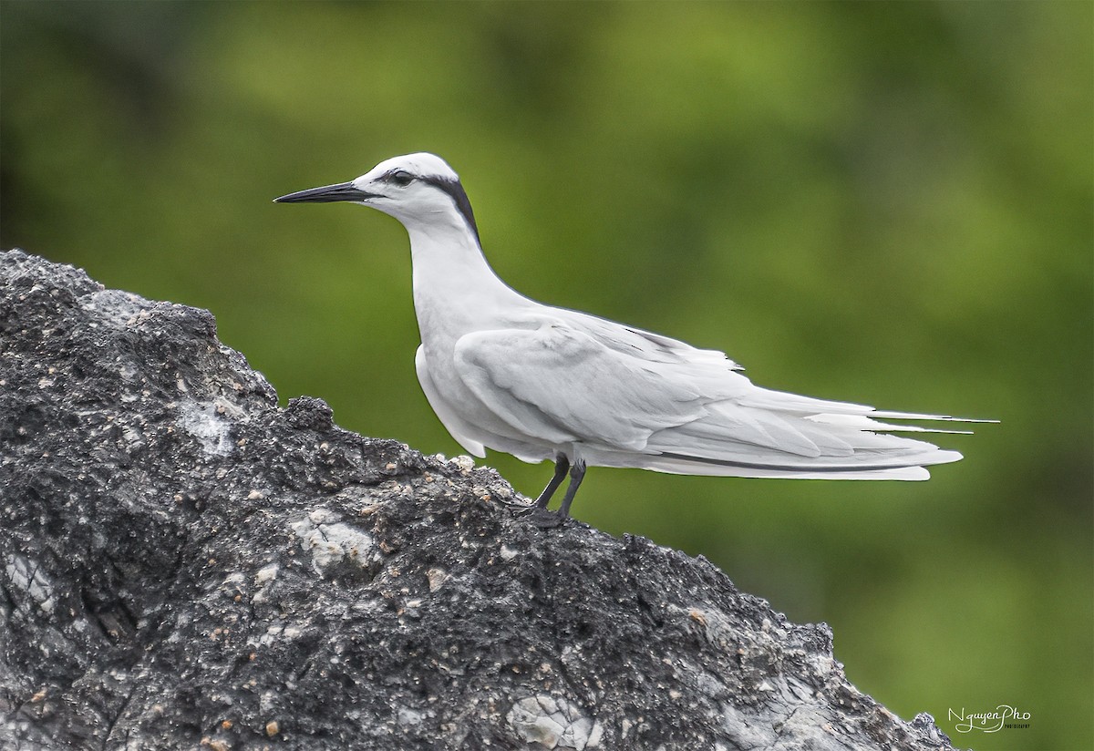 Black-naped Tern - ML594605291