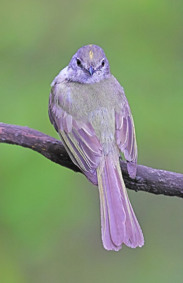 Bobito Verdoso (minima/jaliscensis) - eBird