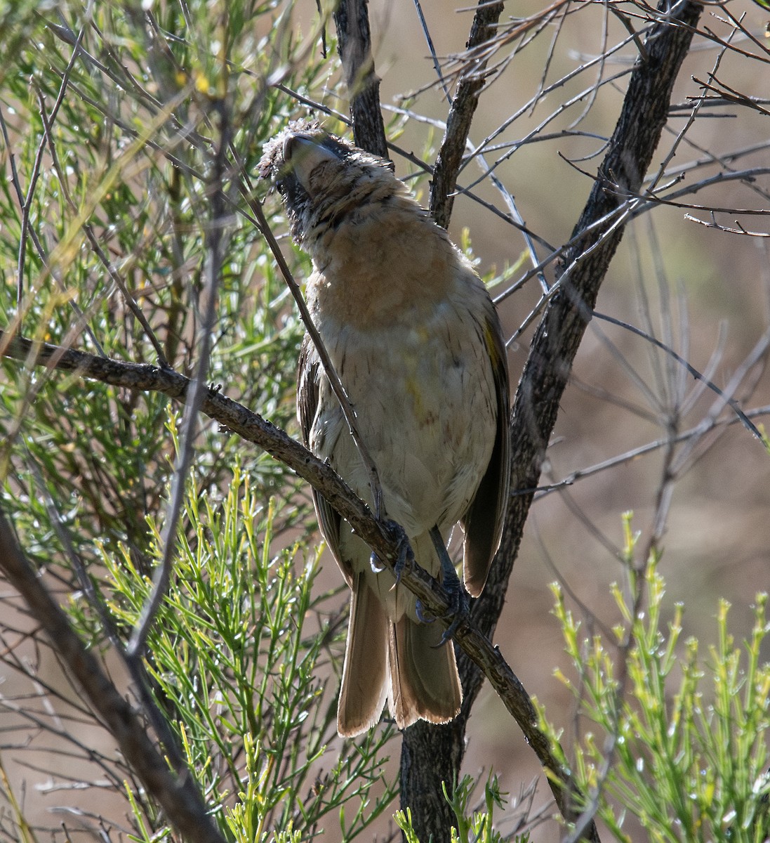 Black-headed Grosbeak - ML594606861