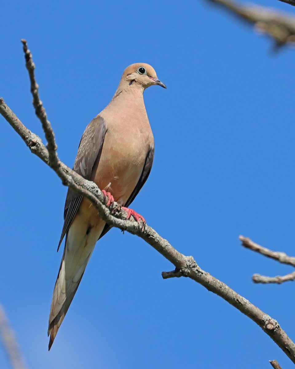 Mourning Dove - Dan Kempf