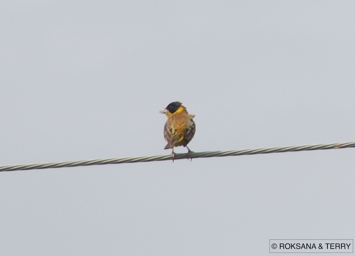 Black-headed Bunting - ML59460801