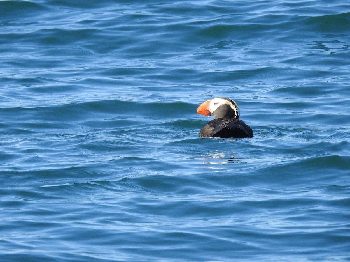 Tufted Puffin - ML594608071