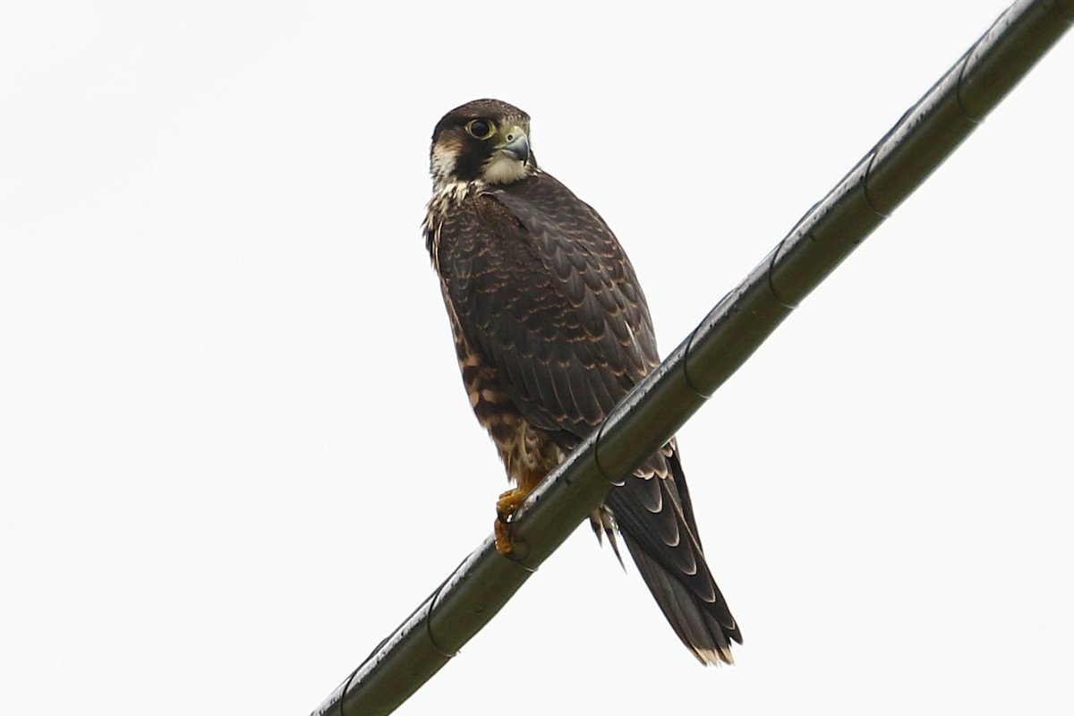 Peregrine Falcon (North American) - ML594608971