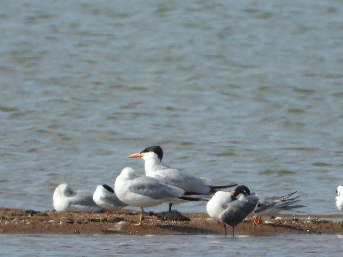 Caspian Tern - ML594609831