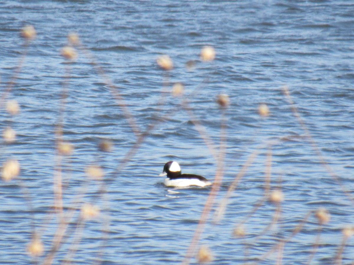 Bufflehead - ML594610501