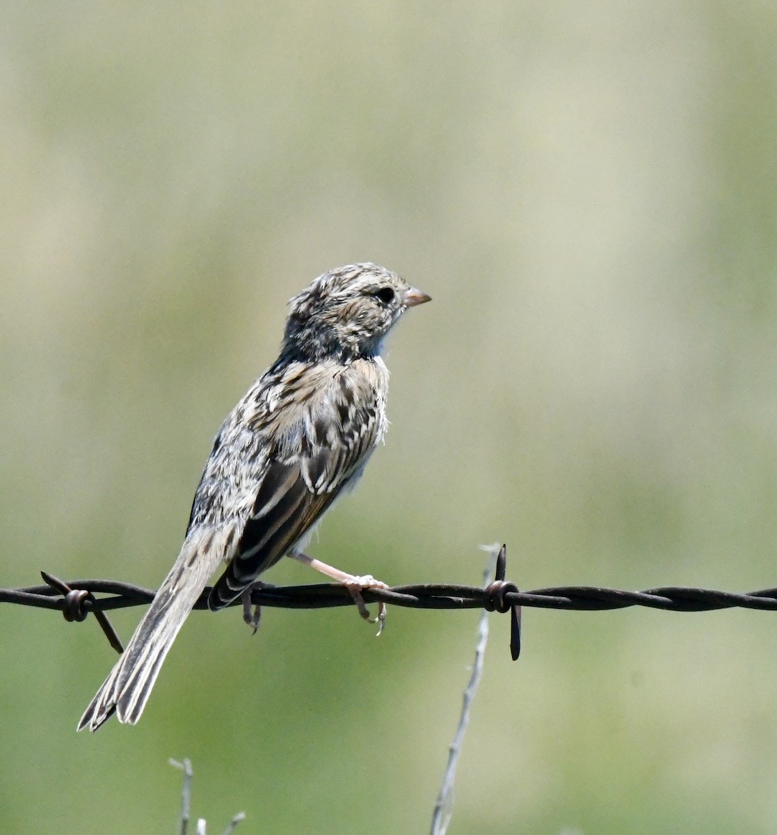 Brewer's Sparrow - ML594611931