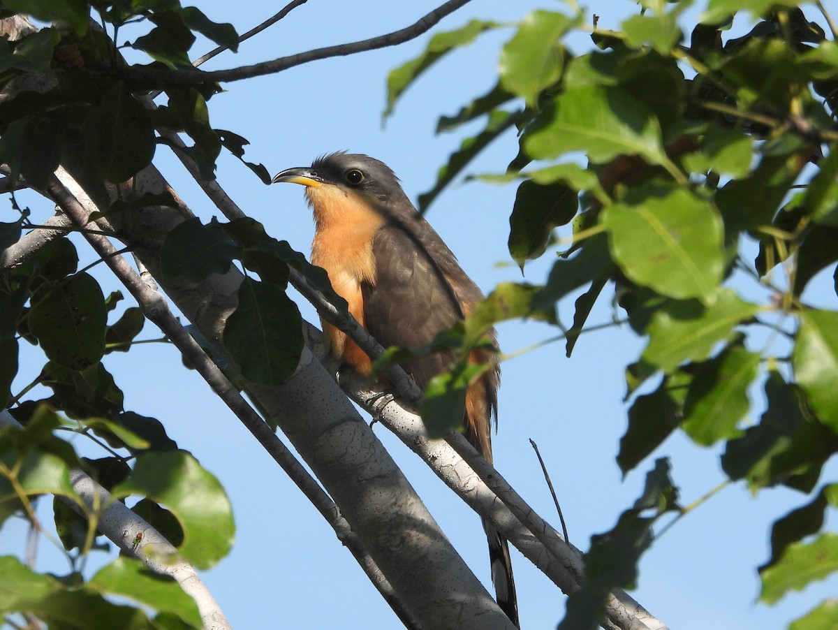 Mangrove Cuckoo - ML594612241