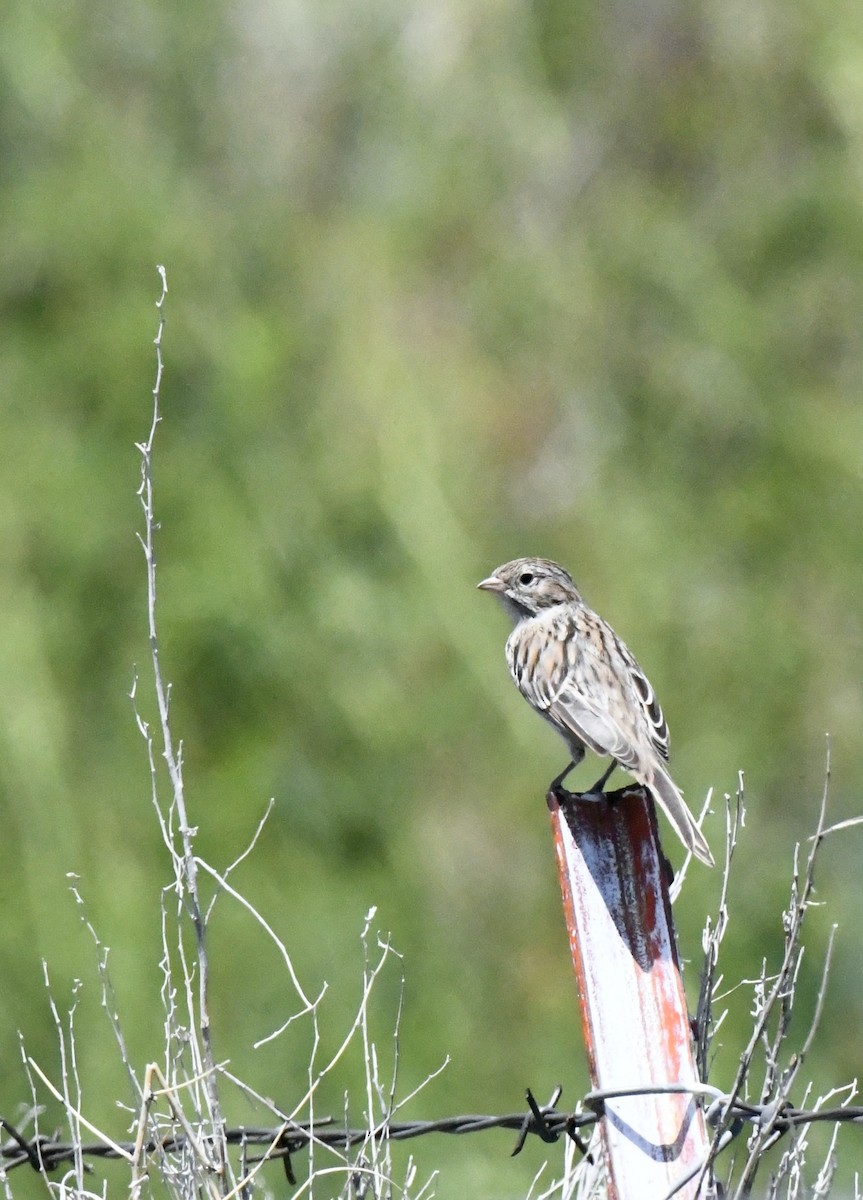 Brewer's Sparrow - ML594612371